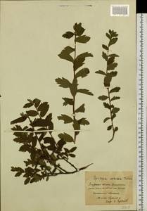 Spiraea media var. sericea (Turcz.) Maxim., Siberia, Russian Far East (S6) (Russia)