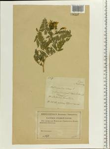 Astragalus cicer L., Eastern Europe, Central forest-and-steppe region (E6) (Russia)