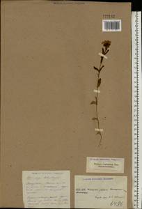 Centaurium erythraea Rafn, Eastern Europe, South Ukrainian region (E12) (Ukraine)