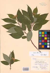Cornus alba L., Eastern Europe, Moscow region (E4a) (Russia)
