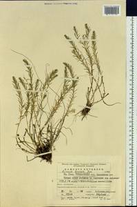 Linum komarovii subsp. boreale (Juz.) T.V. Egorova, Eastern Europe, Eastern region (E10) (Russia)