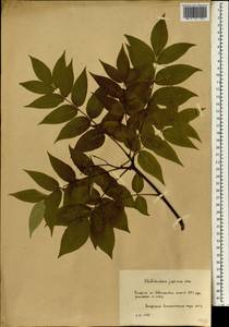 Phellodendron amurense var. japonicum (Maxim.) Ohwi, Botanic gardens and arboreta (GARD) (Russia)