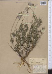 Astragalus speciosissimus Pavlov, Middle Asia, Western Tian Shan & Karatau (M3) (Kazakhstan)