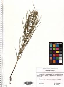 SMR001477, Equisetum arvense L., Eastern Europe, Middle Volga region (E8) (Russia)