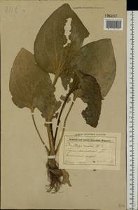 Plantago major L., Eastern Europe, Belarus (E3a) (Belarus)