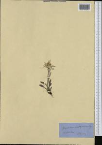 Leontopodium nivale subsp. alpinum (Cass.) Greuter, Western Europe (EUR) (Switzerland)