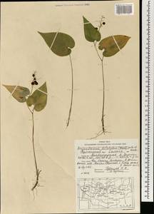 Maianthemum dilatatum (Alph.Wood) A.Nelson & J.F.Macbr., Mongolia (MONG) (Mongolia)