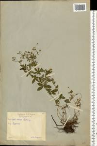 Potentilla erecta (L.) Raeusch., Eastern Europe, Moscow region (E4a) (Russia)