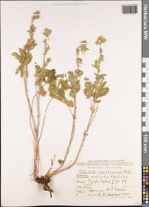 Potentilla recta subsp. laciniosa (Kit. ex Nestler) Nyman, Caucasus, Azerbaijan (K6) (Azerbaijan)