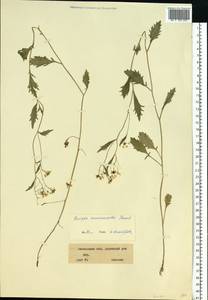 Rorippa × armoracioides (Tausch) Fuss, Eastern Europe, Western region (E3) (Russia)