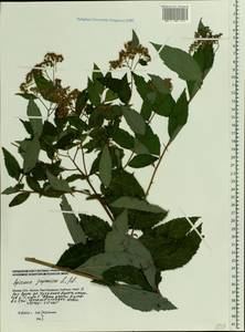 Spiraea japonica L. fil., Eastern Europe, Moscow region (E4a) (Russia)