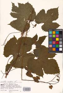 Vitis vinifera L., Eastern Europe, Moscow region (E4a) (Russia)