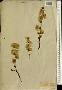 Prunus persica (L.) Stokes, South Asia, South Asia (Asia outside ex-Soviet states and Mongolia) (ASIA) (Japan)