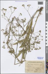 Gypsophila altissima L., Siberia, Baikal & Transbaikal region (S4) (Russia)