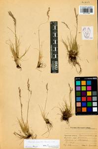 Festuca valesiaca Schleich. ex Gaudin, Siberia, Baikal & Transbaikal region (S4) (Russia)