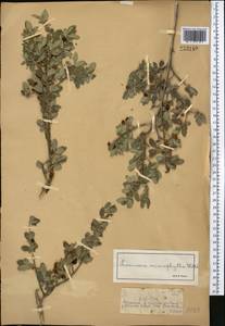 Lonicera microphylla Willd. ex Roem. & Schult., Middle Asia, Dzungarian Alatau & Tarbagatai (M5) (Kazakhstan)