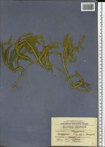 Lycopodium clavatum L., Siberia, Western Siberia (S1) (Russia)