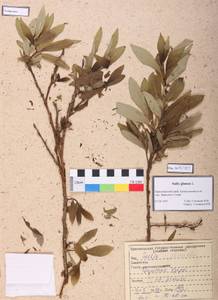 Salix glauca L., Siberia, Altai & Sayany Mountains (S2) (Russia)