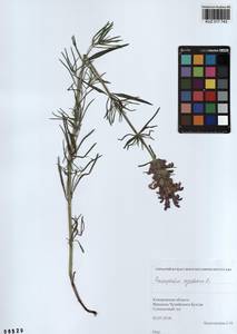 Dracocephalum ruyschiana L., Siberia, Altai & Sayany Mountains (S2) (Russia)