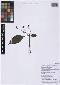 Strobilanthes barbigera J. R. I. Wood, Nuraliev & Scotland, South Asia, South Asia (Asia outside ex-Soviet states and Mongolia) (ASIA) (Vietnam)