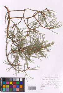 Pinus sylvestris L., Eastern Europe, North-Western region (E2) (Russia)