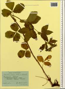 Potentilla elatior Willd. ex Schltdl., Caucasus, Stavropol Krai, Karachay-Cherkessia & Kabardino-Balkaria (K1b) (Russia)