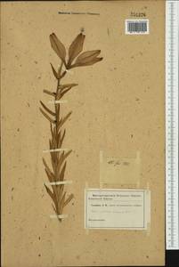 Lilium bulbiferum L., Western Europe (EUR) (Not classified)