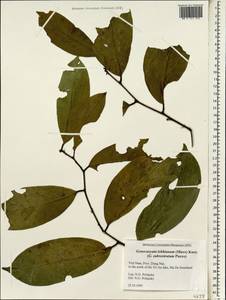 Gonocaryum lobbianum (Miers) Kurz, South Asia, South Asia (Asia outside ex-Soviet states and Mongolia) (ASIA) (Vietnam)