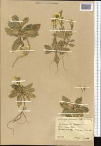 Cymatocarpus pilosissimus (Trautv.) O.E. Schulz, Middle Asia, Kopet Dag, Badkhyz, Small & Great Balkhan (M1) (Turkmenistan)