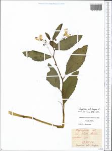 Impatiens noli-tangere L., Siberia, Altai & Sayany Mountains (S2) (Russia)