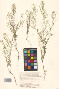 Descurainia sophia (L.) Webb ex Prantl, Eastern Europe, Lower Volga region (E9) (Russia)