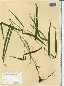 Calamagrostis canescens (Weber) Roth, Eastern Europe, Volga-Kama region (E7) (Russia)