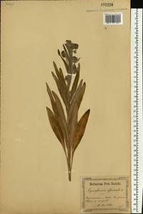 Cynoglossum officinale L., Eastern Europe, North Ukrainian region (E11) (Ukraine)