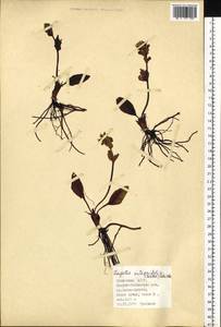 Lagotis integrifolia (Willd.) Schischk., Siberia, Altai & Sayany Mountains (S2) (Russia)