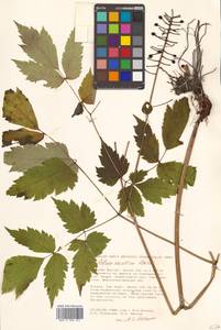 Actaea asiatica H. Hara, Siberia, Russian Far East (S6) (Russia)