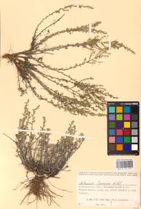 Artemisia taurica Willd., Eastern Europe, Lower Volga region (E9) (Russia)