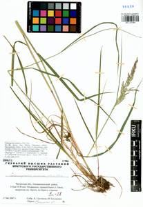 Calamagrostis purpurea (Trin.) Trin., Siberia, Baikal & Transbaikal region (S4) (Russia)