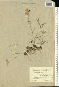 Campanula rotundifolia L., Eastern Europe, Moscow region (E4a) (Russia)