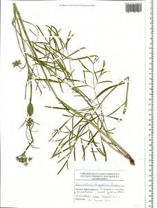 Conioselinum longifolium Turcz., Siberia, Central Siberia (S3) (Russia)