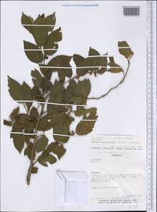Celtis brasiliensis (Gardner) Planch., America (AMER) (Paraguay)