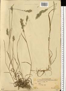 Bromus hordeaceus L., Eastern Europe, West Ukrainian region (E13) (Ukraine)