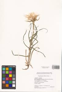 Tragopogon dubius Scop., Eastern Europe, Lower Volga region (E9) (Russia)