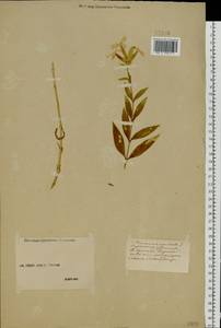 Saponaria officinalis L., Eastern Europe, Middle Volga region (E8) (Russia)