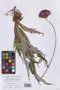 Cirsium heterophyllum (L.) Hill, Eastern Europe, Moscow region (E4a) (Russia)