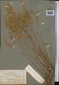 Artemisia sublessingiana (Keller) Krasch. ex Poljakov, Middle Asia, Muyunkumy, Balkhash & Betpak-Dala (M9) (Kazakhstan)