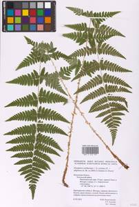 Dryopteris carthusiana × cristata, Eastern Europe, Central region (E4) (Russia)