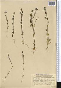 Lomatogonium carinthiacum (Wulfen) Rchb., Middle Asia, Northern & Central Tian Shan (M4) (Kyrgyzstan)