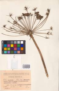 Laserpitium latifolium L., Eastern Europe, Western region (E3) (Russia)