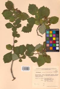 Crataegus maximowiczii C. K. Schneid., Siberia, Russian Far East (S6) (Russia)