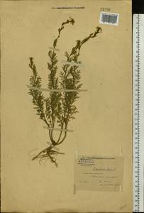 Descurainia sophia (L.) Webb ex Prantl, Eastern Europe, Central forest region (E5) (Russia)
